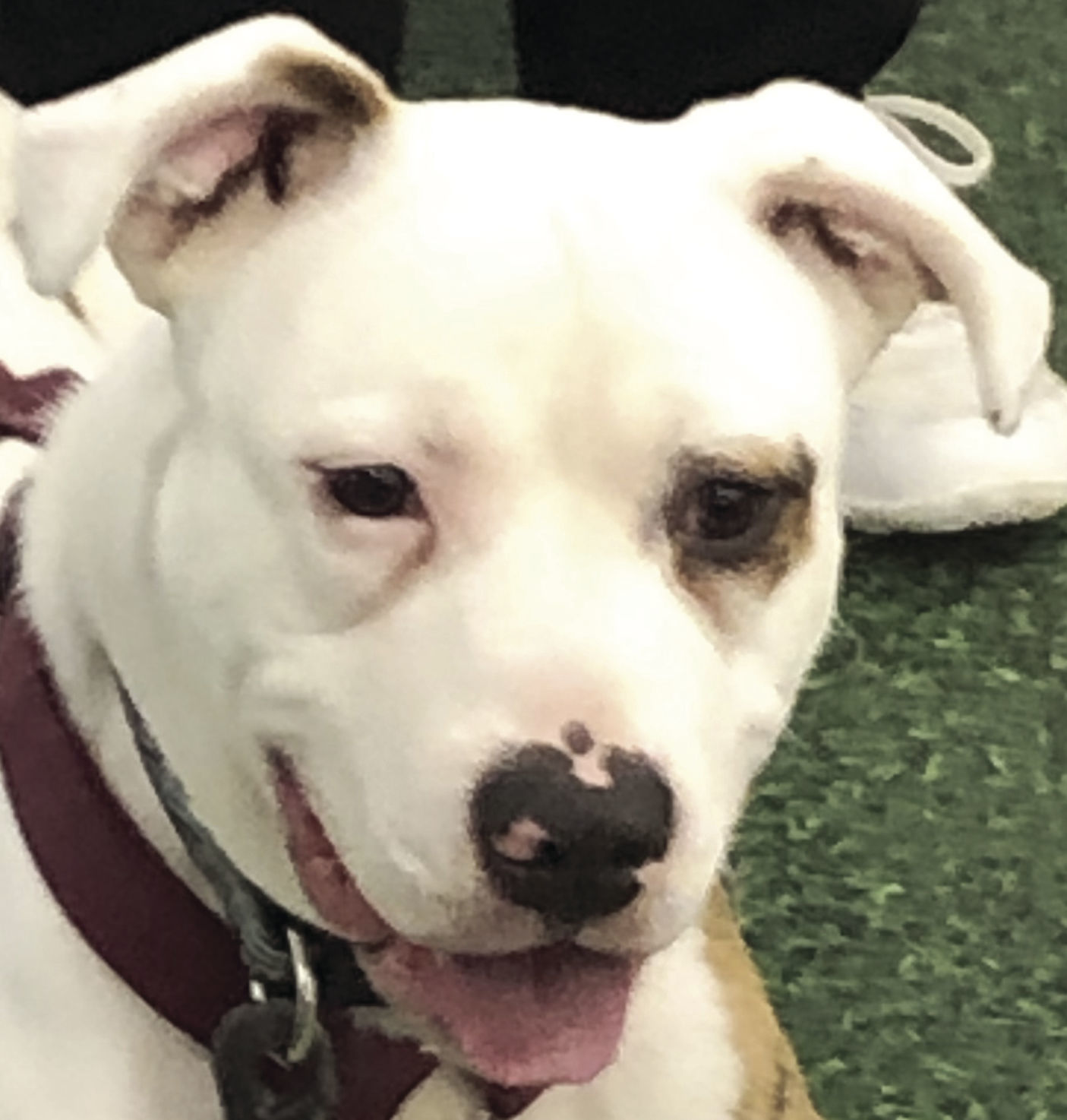Pets of the Week: Chance